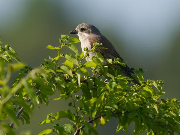 <h3>Lanius&nbsp;collurio / Red‑backed&nbsp;shrike / Grauwe&nbsp;klauwier</h3>OM-1 Mark II met OLYMPUS M.150-400mm F4.5 TC, 1/2000 sec  bij F5.6, ISO 640, afstand 17.2&nbsp;m